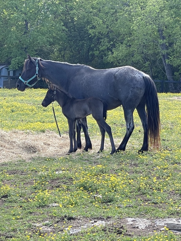 Gorgeous Blue Roan Mare In Foal 