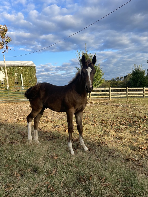 Sweet Well Trained Weanling Colt 