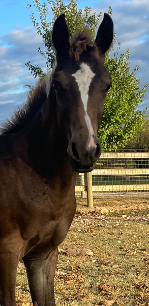 Sweet Well Trained Weanling Colt 