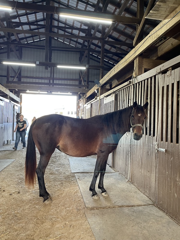 Beautiful Well Bred Bay Mare In Foal