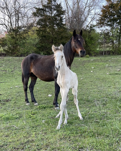 Beautiful Well Bred Bay Mare In Foal