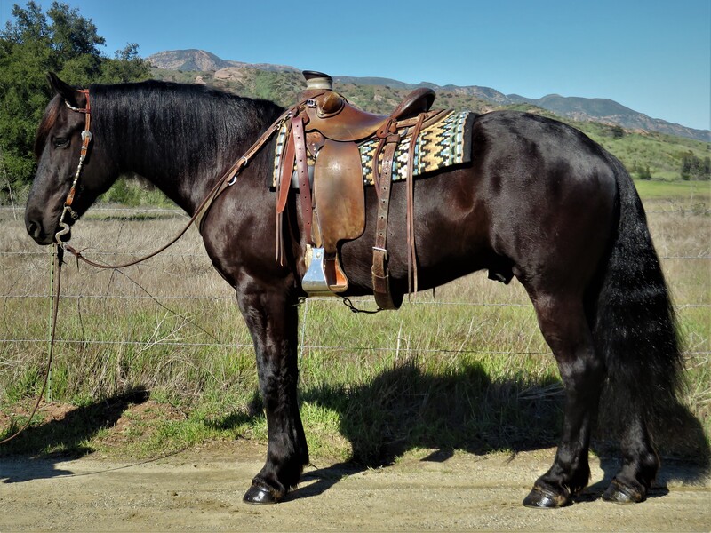 16.2 HAND 4 YEAR OLD FRESIAN