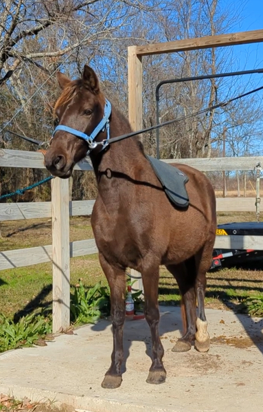  Smokey Black Mare In Foal 