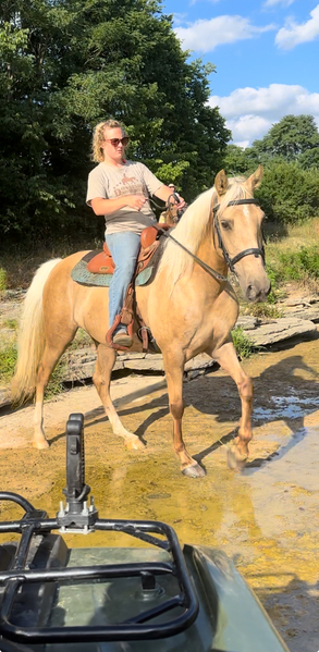 Gorgeous Experienced Palomino Trail Horse 