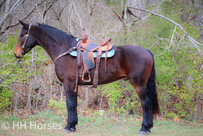 HANDSOME WELL TRAINED PUREBRED CLEVELAND BAY GELDING, ENGLISH AND WESTERN, ATHLETIC 