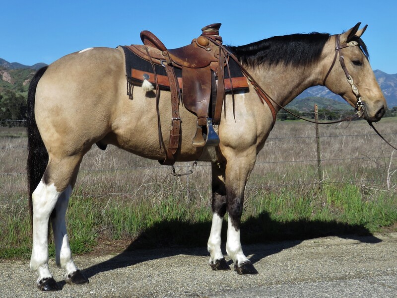 9 YEAR OLD 15.3 HAND BUCKSKIN CROSS BRED