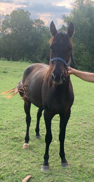 Beautiful Smokey Black 2 Year Old Filly 