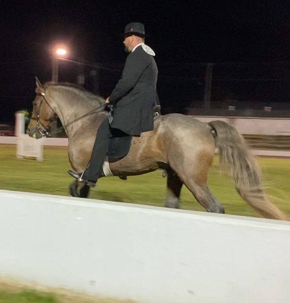 Gorgeous Silver Bay Roan Stallion At Stud 