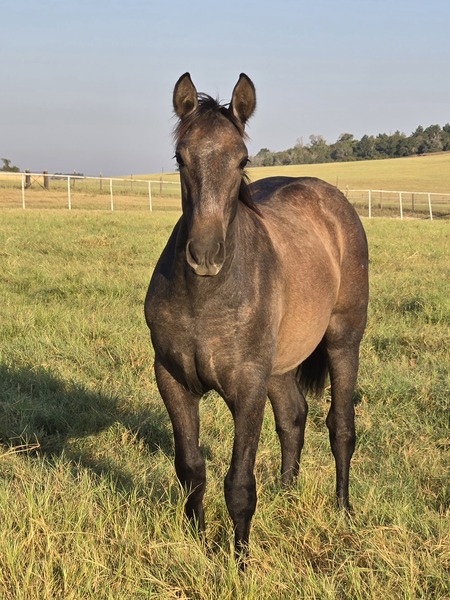 PRE Andalusian Gray Colt