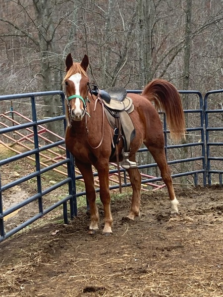 Flashy Sweet 3 Year Old Gelding 