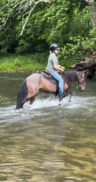 Stunning Bay Roan Mare In Foal 