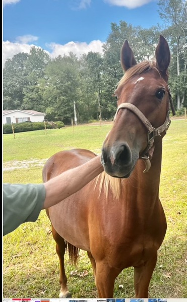 Well Gaited Foundation Bred Filly 