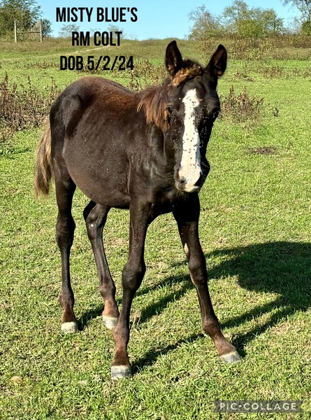 Well Bred Black Weanling Colt 