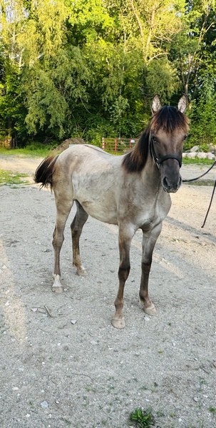 Beautiful Grulla Filly 