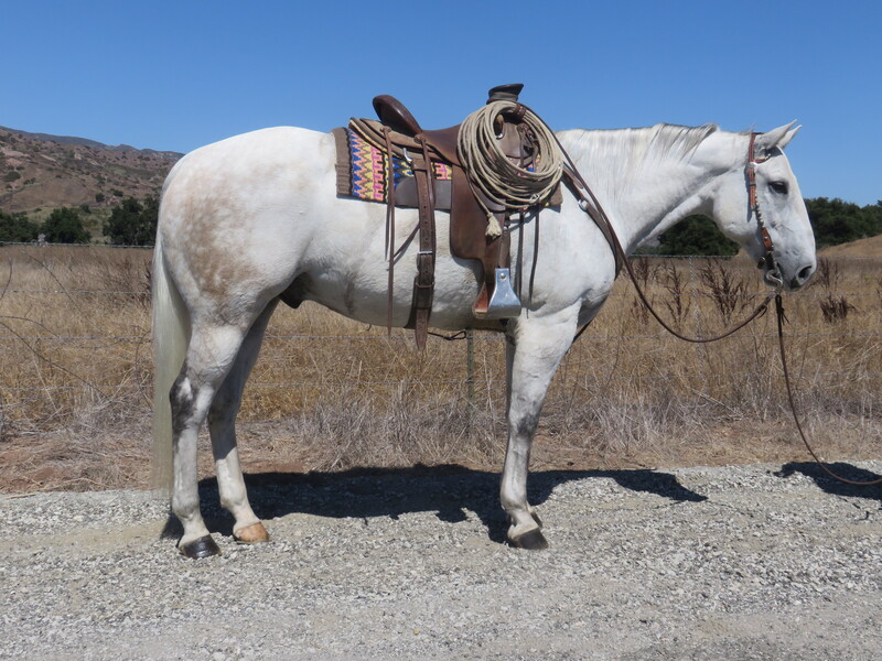 8 YEAR OLD 16 HAND GREY GELDING +++VIDEO+++