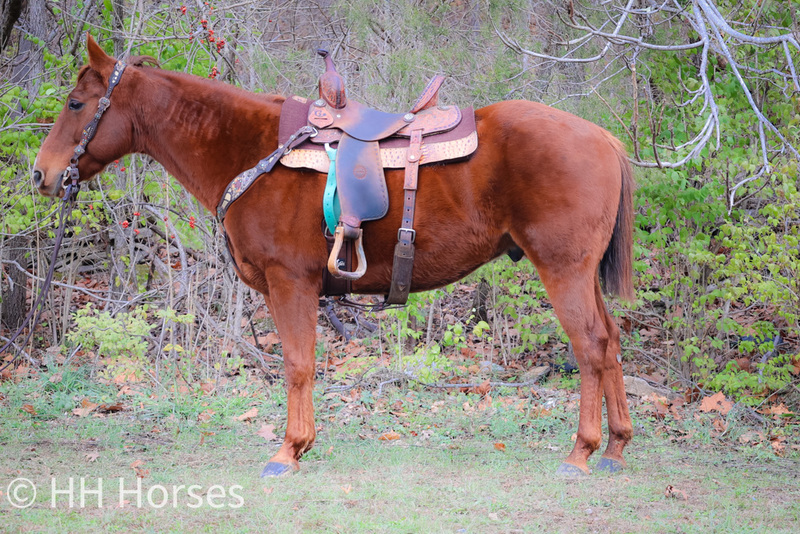 REAL BROKE, REAL FUN, REAL NICE SORREL QUARTER HORSE RANCH GELDING, WELL TRAINED 