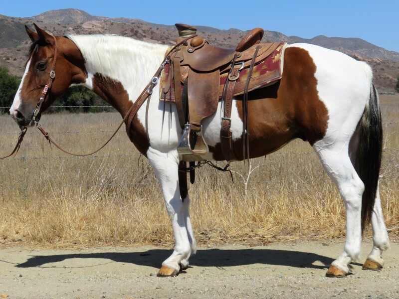 9 YEAR OLD 14.1 HAND PAINT GELDING **VIDEO**