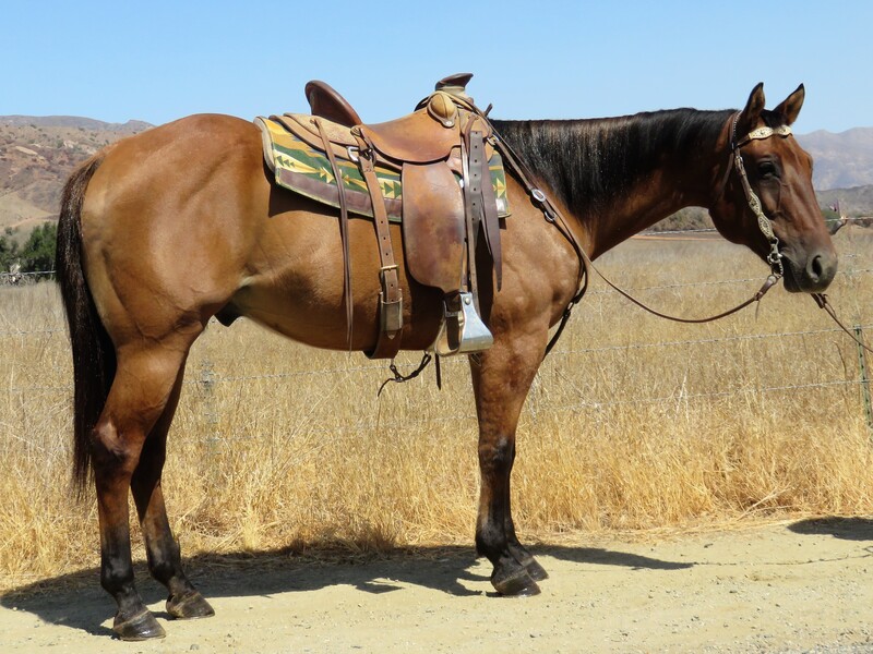 10 YEAR OLD 15.2 HAND DUN GELDING