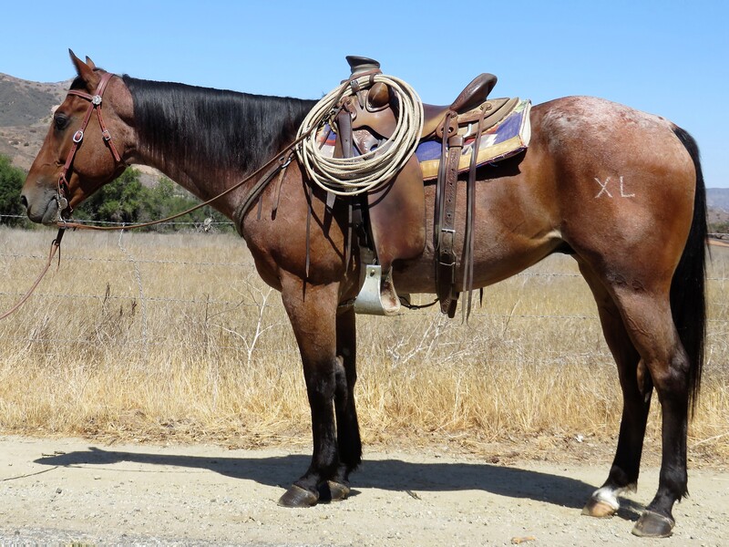 6 YEAR OLD 15.3 HAND RED ROAN **VIDEO**