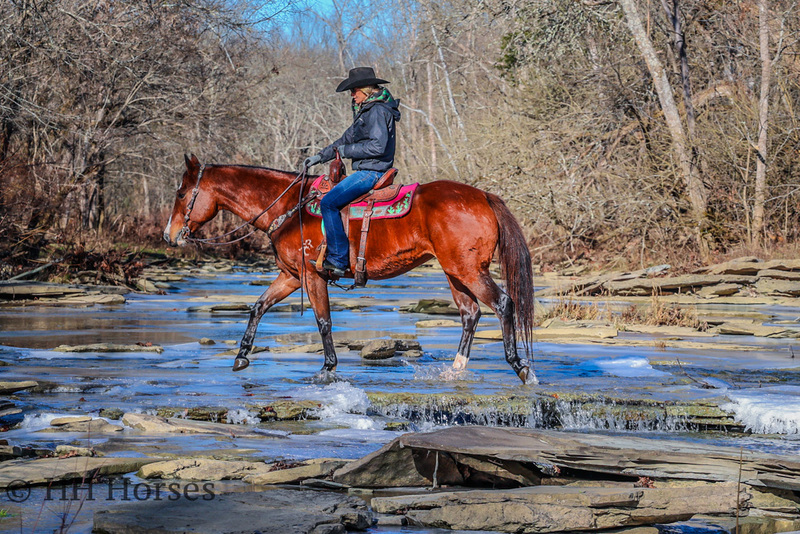 WELL BROKE, WELL TRAINED BAY QUARTER HORSE MARE, SHOWN IN RANCH PLEASURE, PLAYDAYS, TEAM SORT OR PEN