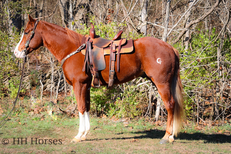 BIG PRETTY SORREL QUARTER HORSE GELDING, RANCH, TRAILS, SHOW