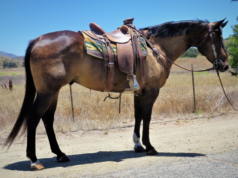 7 YEAR OLD 15.1 HAND SMOKEY BUCKSKIN