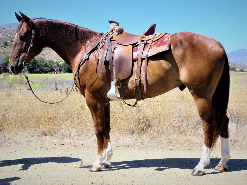 10 YEAR OLD 15.3 HAND SORREL GELDING