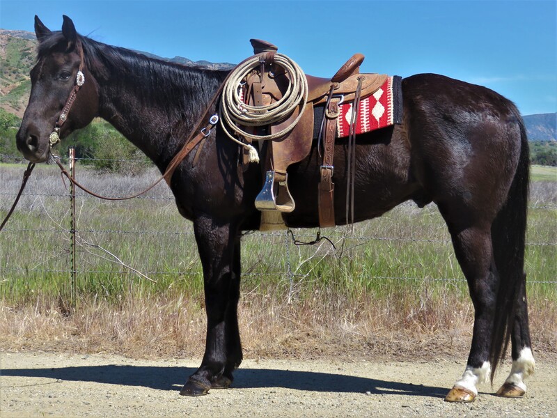 8 YEAR OLD 15.3 HAND BLACK GELDING