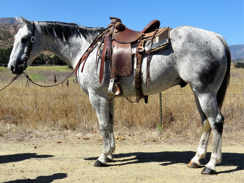 11 YEAR OLD 15.1 GREY GELDING