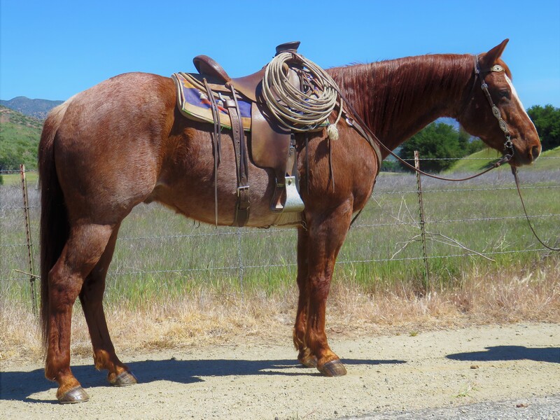 11 YEAR OLD 16+ HAND RED ROAN GELDING