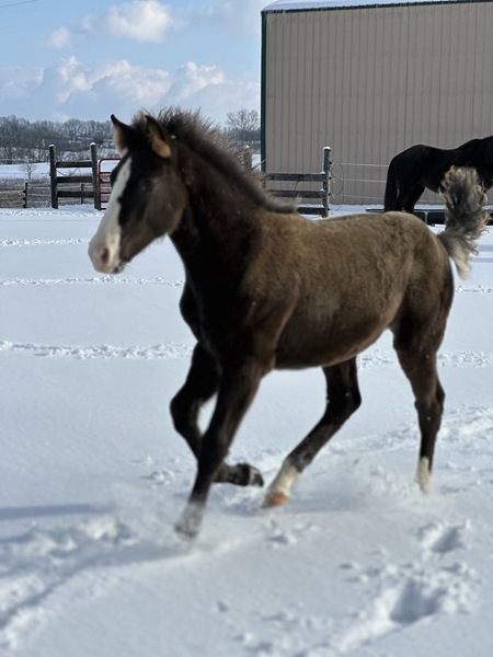 Well Bred Flashy Black Colt 