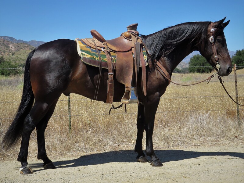 5 YEAR OLD 15.1 HAND BLACK GELDing **VIDEO**