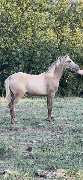 Sweet Silver Buckskin Yearling Gelding 