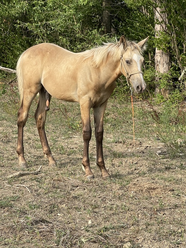 Sweet Silver Buckskin Yearling Gelding 