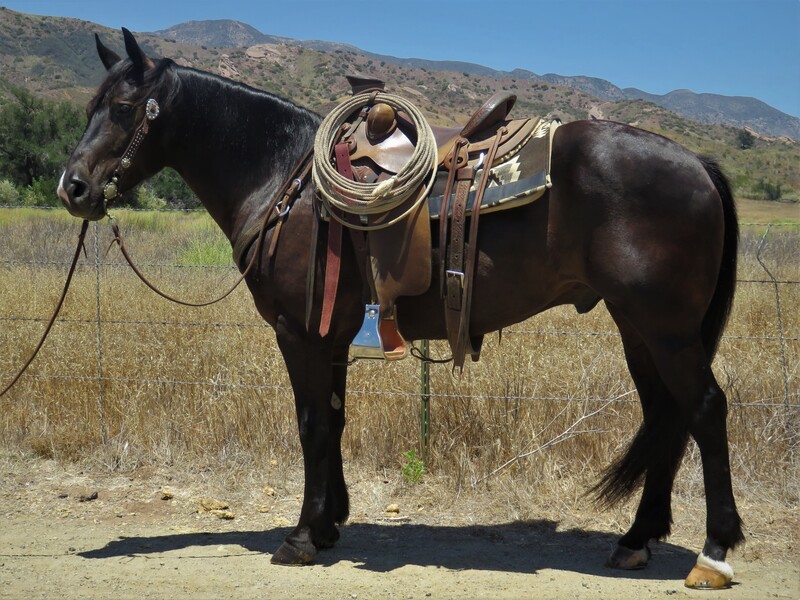 6 YEAR OLD 14.3 HAND BLACK GELDING