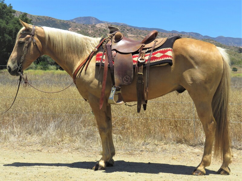 12 YEAR OLD 14.3+ HAND PALOMINO GELDING