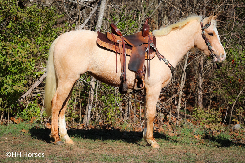 GENTLE AQHA REGISTERE PALOMINO FILLY, SMART, QUIET, AND CIVILIZED 