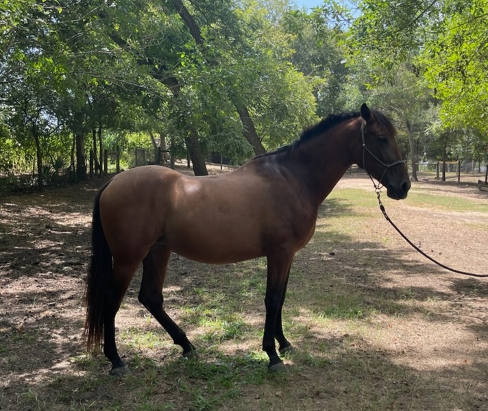 PRE Inscribed bay filly 2021