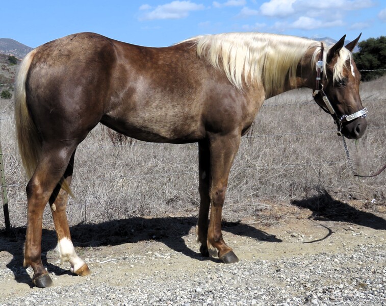 2 Year Old Chocolate Palomino Filly