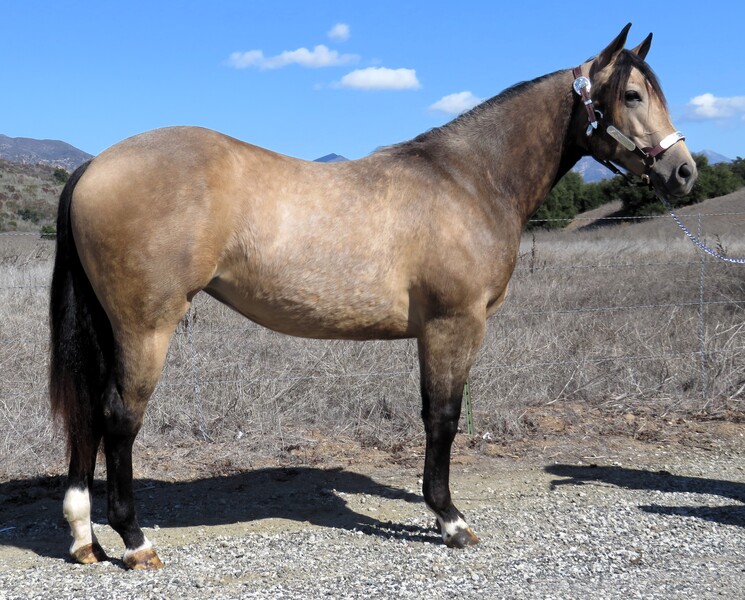 2 YEAR OLD THICK MADE BUCKSKIN FILLY +++VIDEO+++