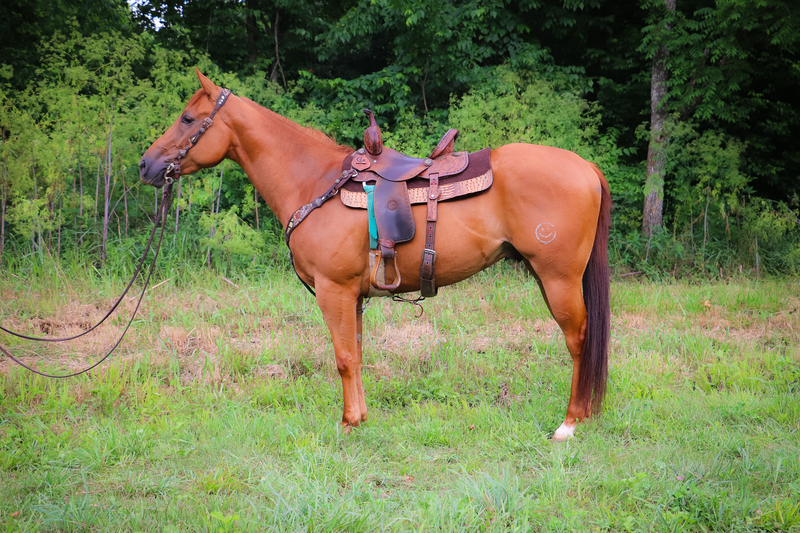 Sorrel Horses for Sale