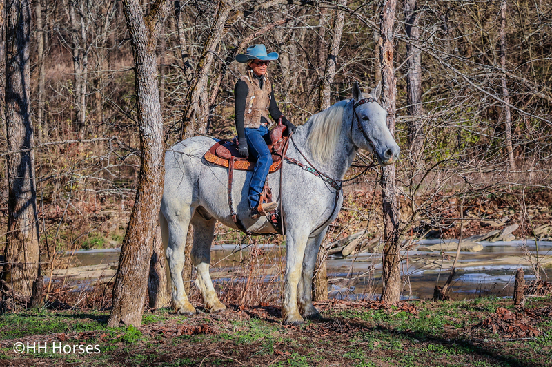 BIG GENTLE FAMILY FRIENDLY PERCHERON GELDING, ANYONE CAN RIDE OR DRIVE, SAFE AND HONEST 