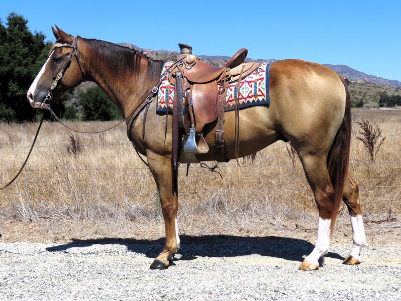 5 YEAR OLD 15.2 HAND SORREL GELDING  +++VIDEO+++