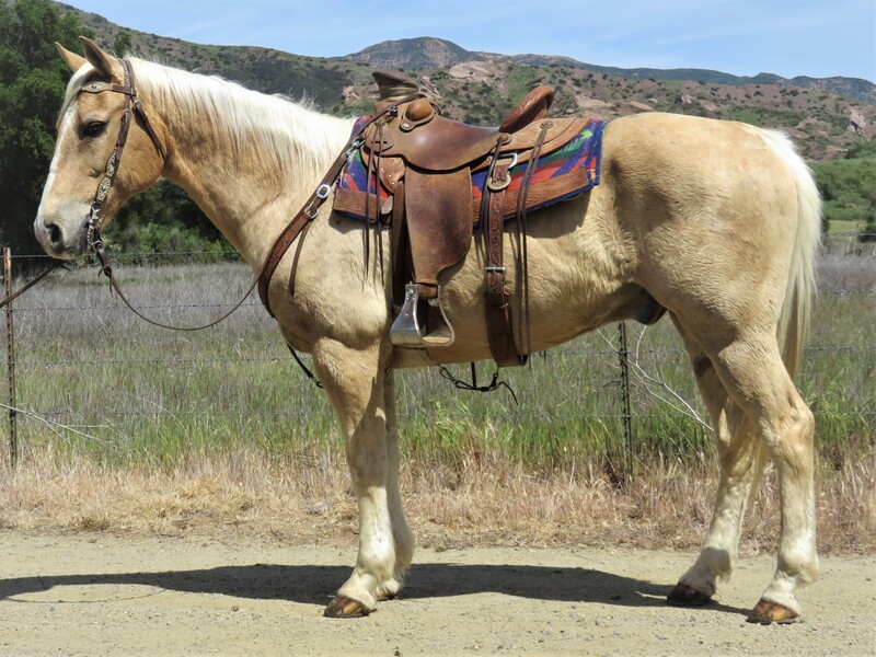 12 YEAR OLD 15+ HAND PALOMINO GELDING