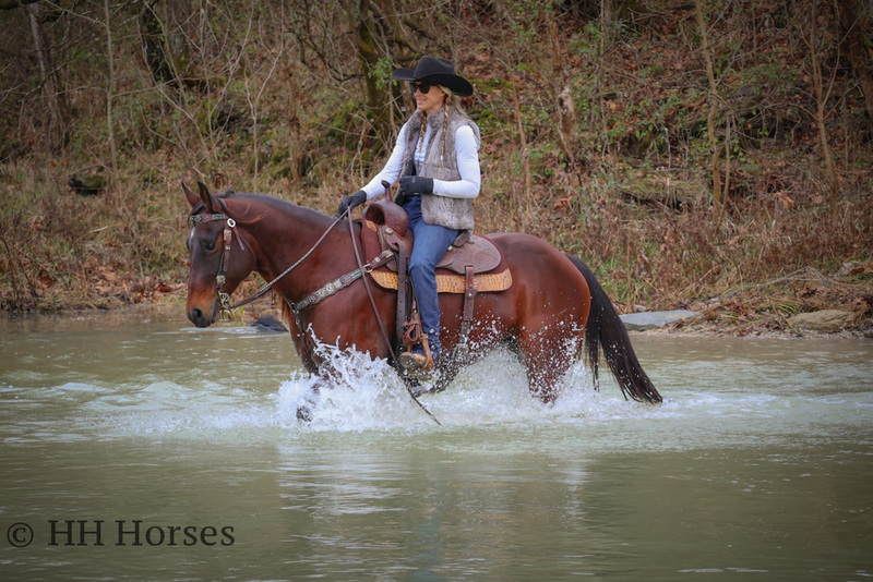 2019 AQHA REGISTERED SEASONED BAY RANCH GELDING, ROPES, TRAIL RIDES, SOLID AND EXPERIENCED 