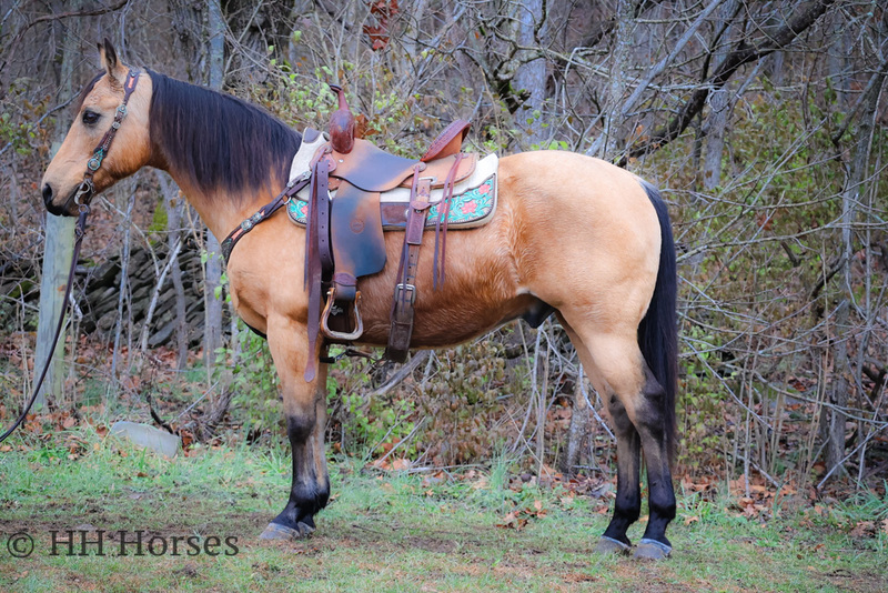 VERY PRETTY WELL BROKE SEASONED BUCKSKIN QUARTER HORSE GELDING, BEEN ON MOVIE SETS, FINISHED RANCH HORSE, NICE TRAIL MOUNT, VERSATILE, WELL TRAINED 