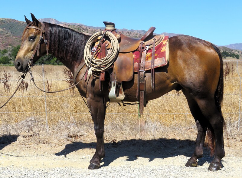 5 YEAR OLD 14.2 HAND BUCKSKIN GELDING