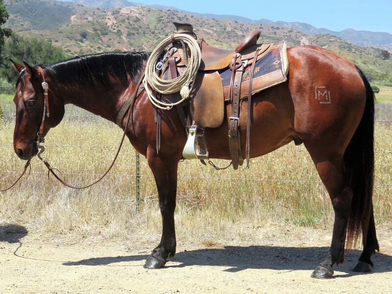 11 YEAR OLD 14.2 HAND BAY GELDING **VIDEO**