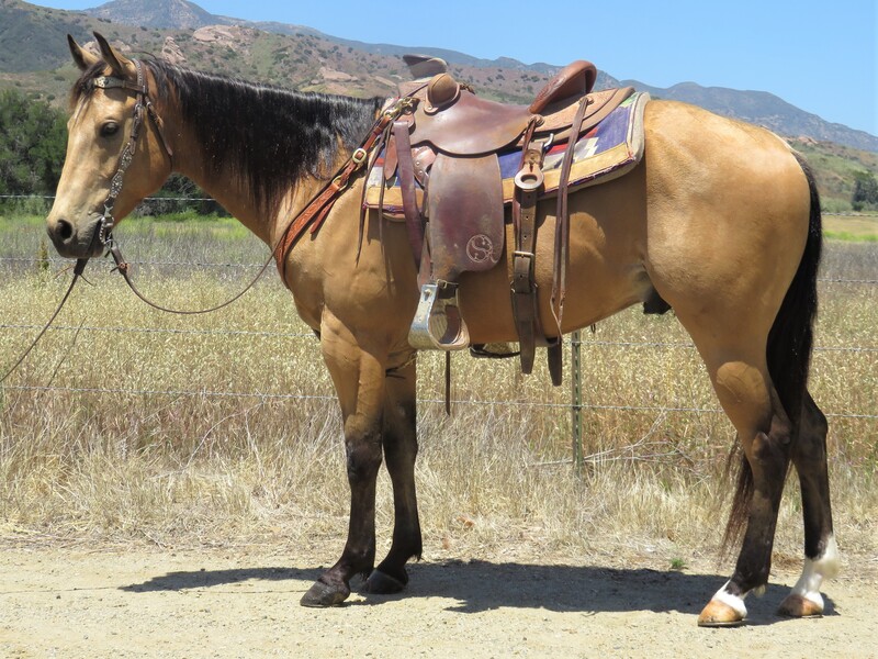 6 YEAR OLD 14.3+ HAND BUCKSKIN GELDING