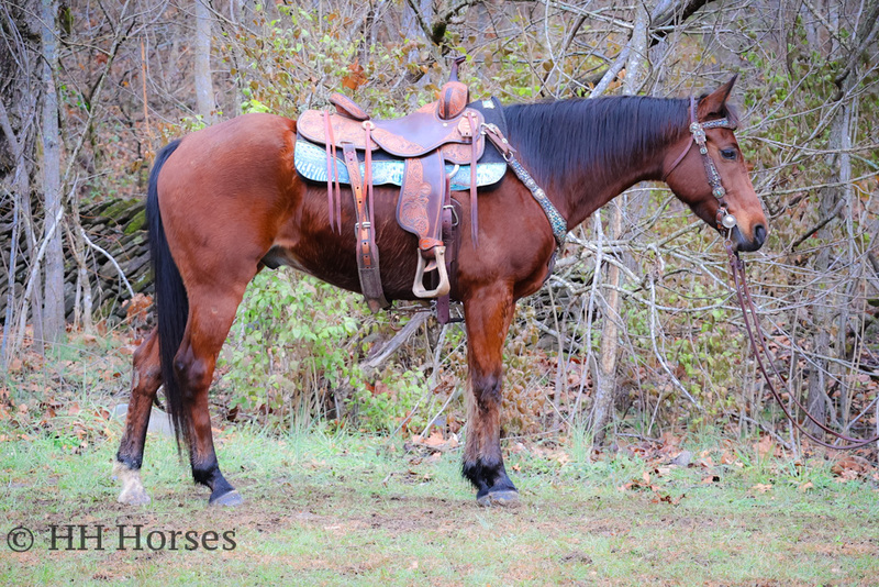 FAMILY FRIENDLY SEASONED RANCH HORSE, CATTLE DRIVES, ROPES, SAFE 